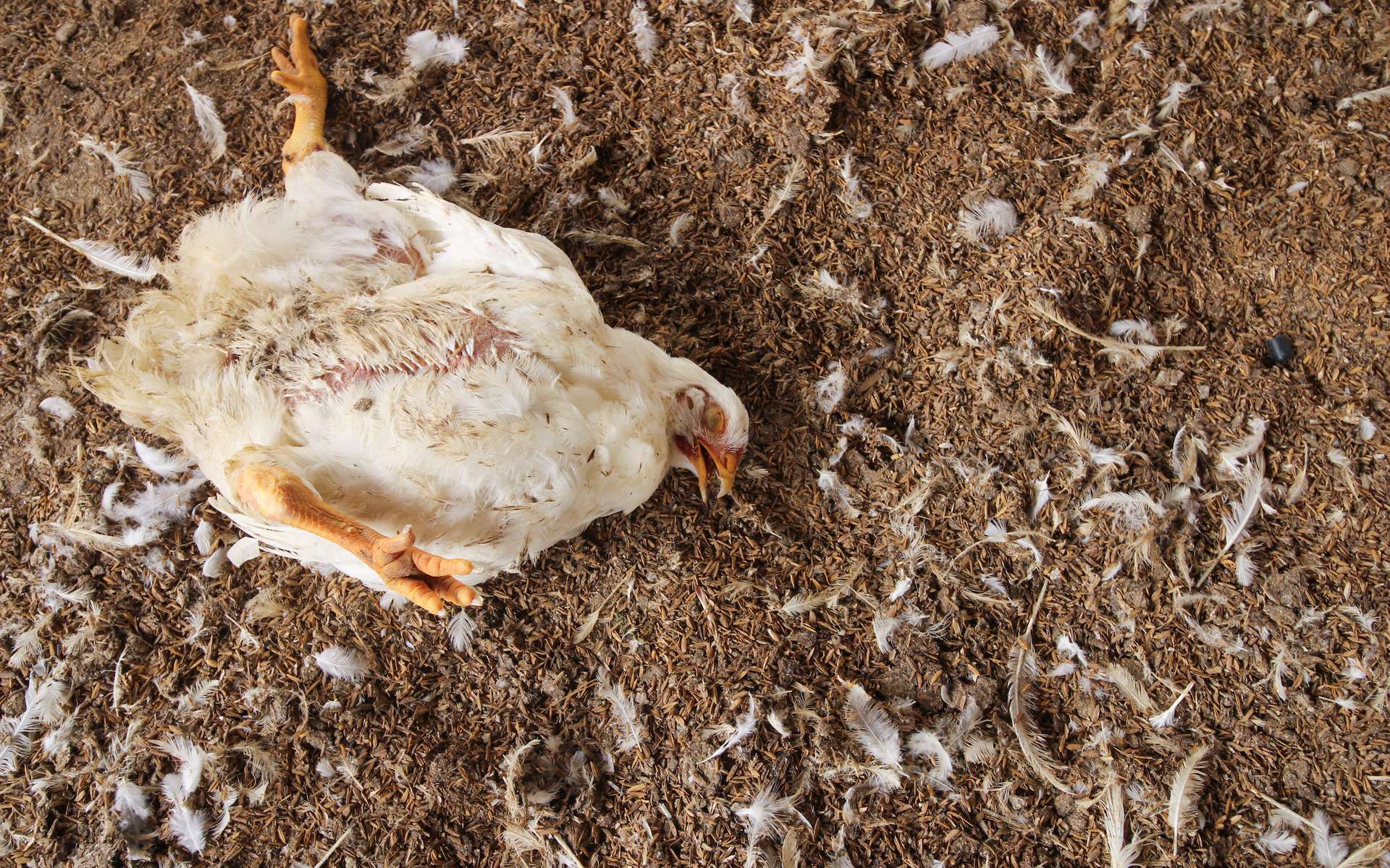 Grippe aviaire : les éleveurs de la métropole de Rouen confinent leurs volailles