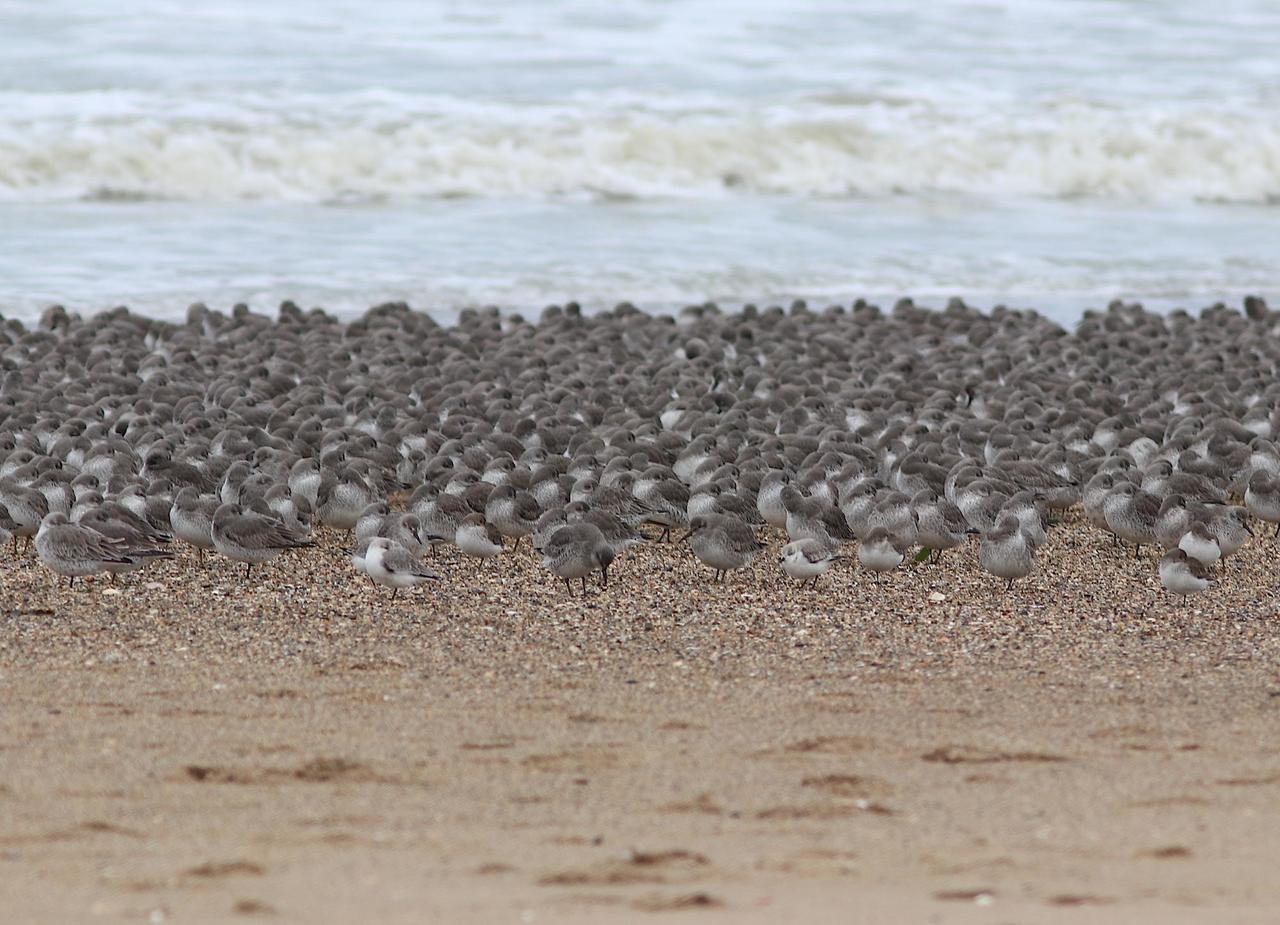 Près de 70 cadavres d’oiseaux retrouvés sur le littoral de la Manche : le spectre de la grippe aviaire