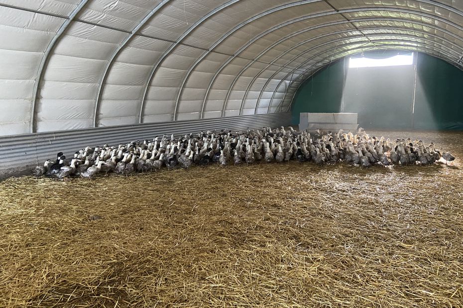 Grippe aviaire : l’Ille-et-Vilaine devrait interdire la chasse sur le domaine public maritime à partir du 25 janvier