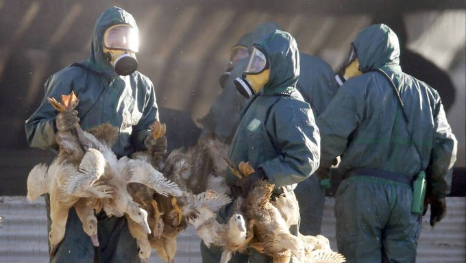 Grippe aviaire : tout savoir sur le virus qui décime les canards au pays du foie gras