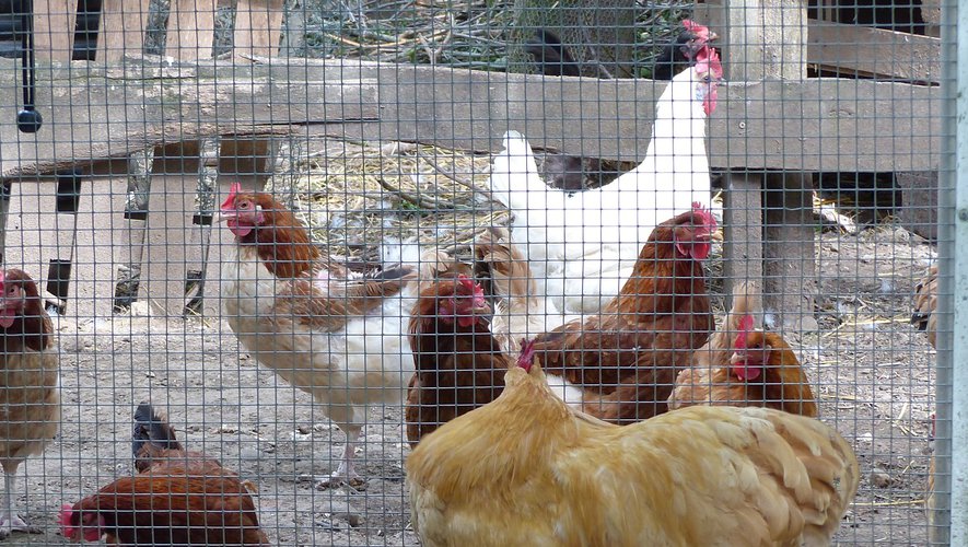 Grippe aviaire : premiers cas suspects dans un élevage de poules pondeuses, près de Toulouse
