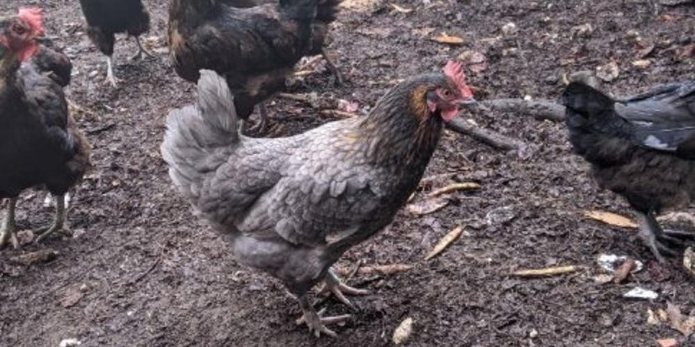 Grippe aviaire : à Sarlat, les propriétaires d’oiseaux sont appelés à se faire connaître