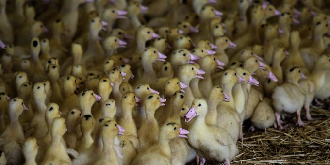 Grippe aviaire : plus de 280 foyers dans des élevages, principalement dans le Sud-Ouest