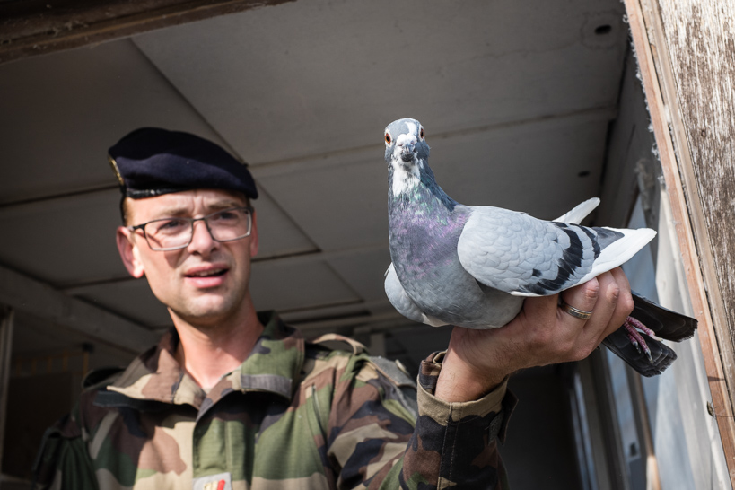 À l’ère des drones, l’armée française entretient aussi des pigeons militaires