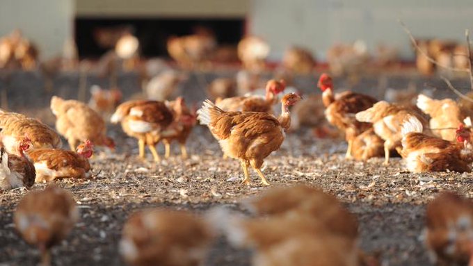 Grippe aviaire H5N8:  un premier cas de transmission à l’humain détecté, affirme la Russie