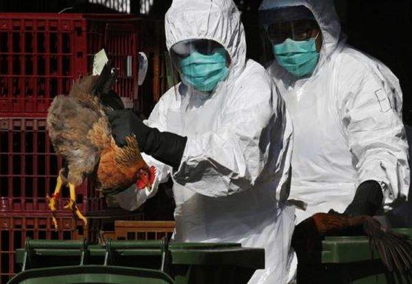 Le Maroc menacé par la grippe aviaire qui sévit en Algérie