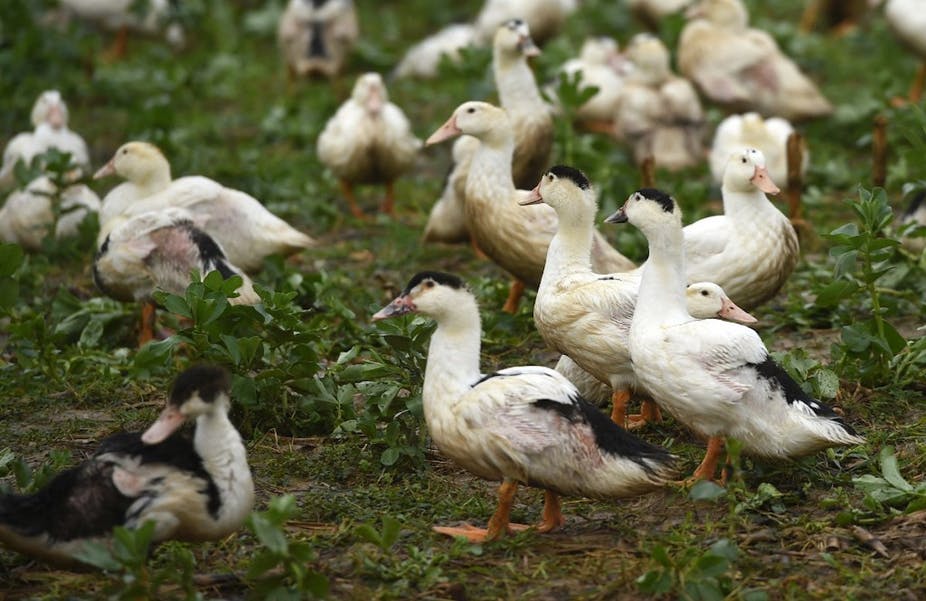 Grippe aviaire, peste porcine, Covid-19… Pourquoi tant d’épidémies dans les élevages ?