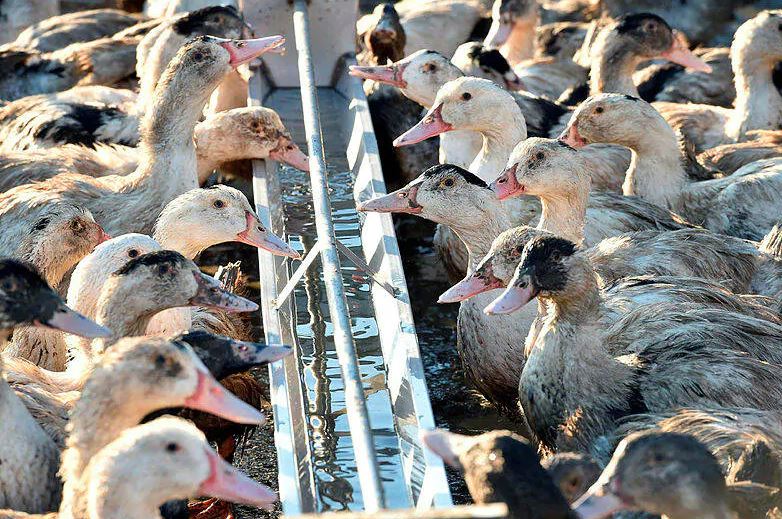 Grippe aviaire H5N8 : pas de risque « à ce jour » en France, comparaisons en cours avec le virus russe