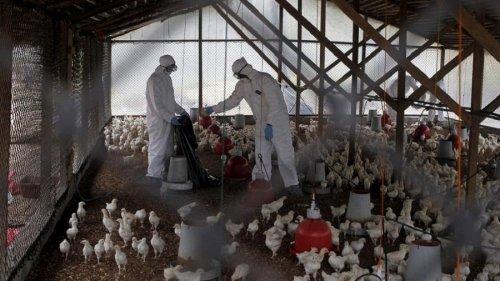 Au Niger, deux foyers hautement pathogènes de grippe aviaire signalés