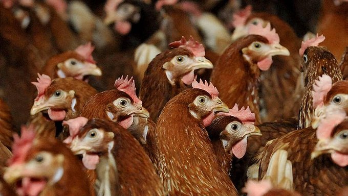 En Italie, un char militaire tire par erreur sur un élevage de poulets