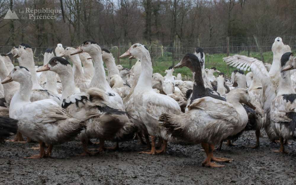 Grippe aviaire : un nouveau foyer déclaré dans les Pyrénées-Atlantiques, le 59e depuis le début de l’épidémie