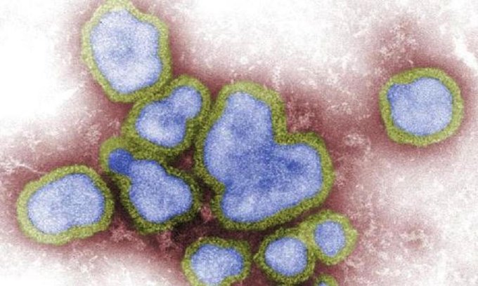 La grippe aviaire pourrait être la nouvelle pandémie